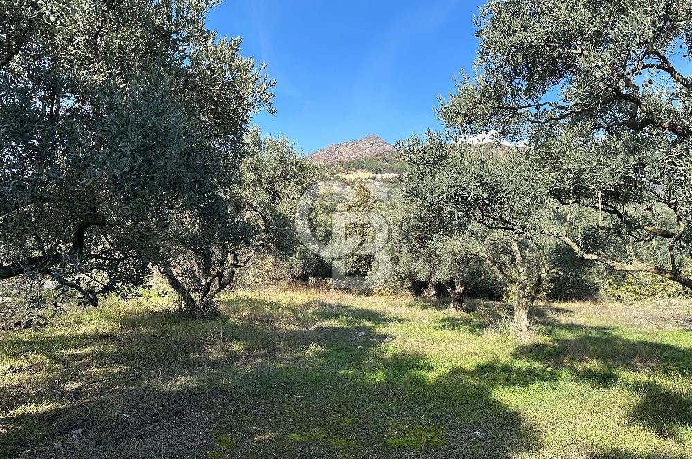 Satılık Yüksek verimli  Zeytinlik