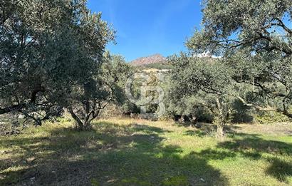 Satılık Yüksek verimli  Zeytinlik