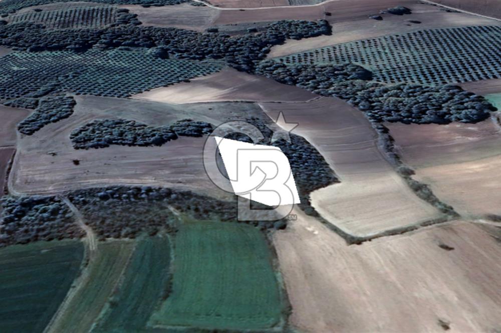 MUDANYA SÖĞÜTPINAR DA İMARA YAKIN SATILIK TARLA