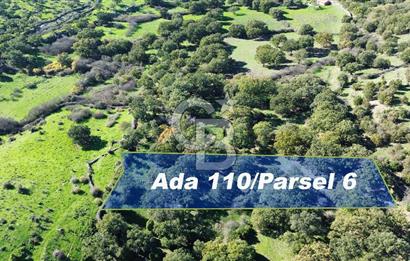 AYVACIK SÖĞÜTLÜ KÖYÜNDE 1794 M² SATILIK TARLA