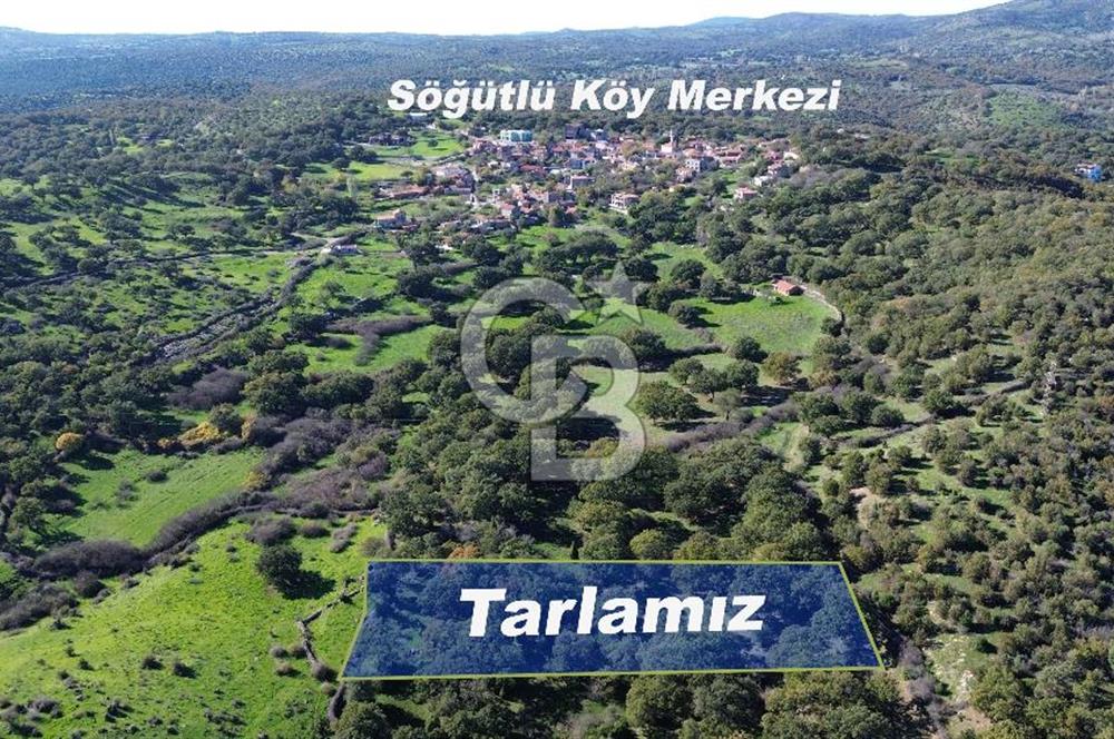AYVACIK SÖĞÜTLÜ KÖYÜNDE 1794 M² SATILIK TARLA
