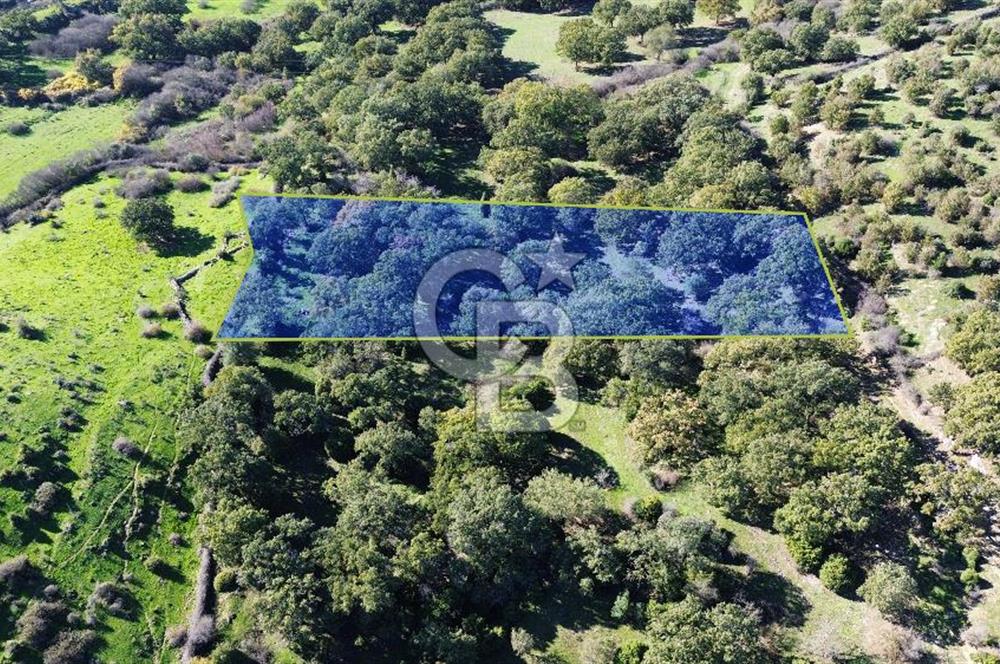 AYVACIK SÖĞÜTLÜ KÖYÜNDE 1794 M² SATILIK TARLA