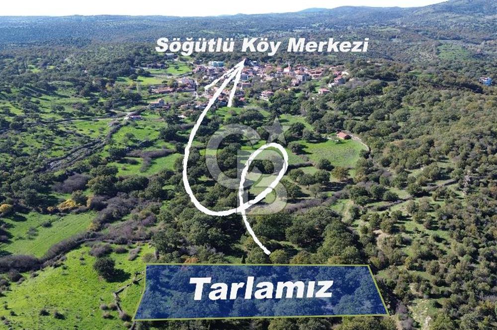 AYVACIK SÖĞÜTLÜ KÖYÜNDE 1794 M² SATILIK TARLA