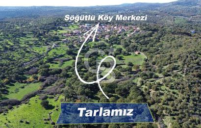 AYVACIK SÖĞÜTLÜ KÖYÜNDE 1794 M² SATILIK TARLA
