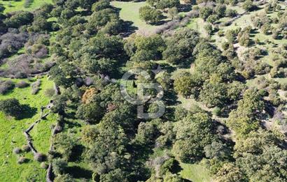 AYVACIK SÖĞÜTLÜDE BİR KISMI İMARDA 70 DÖNÜM YATIRIMLIK ARAZİ