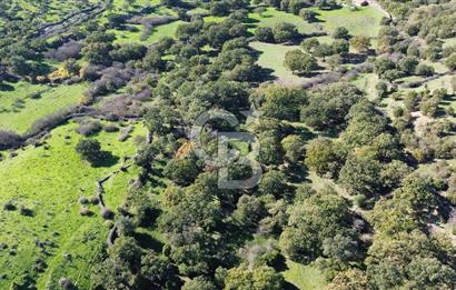 AYVACIK SÖĞÜTLÜDE BİR KISMI İMARDA 70 DÖNÜM YATIRIMLIK ARAZİ