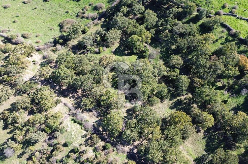 AYVACIK SÖĞÜTLÜ KÖYÜNDE 1794 M² SATILIK TARLA