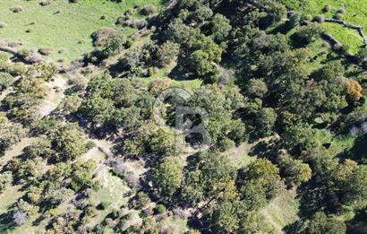 AYVACIK SÖĞÜTLÜ KÖYÜNDE 1794 M² SATILIK TARLA