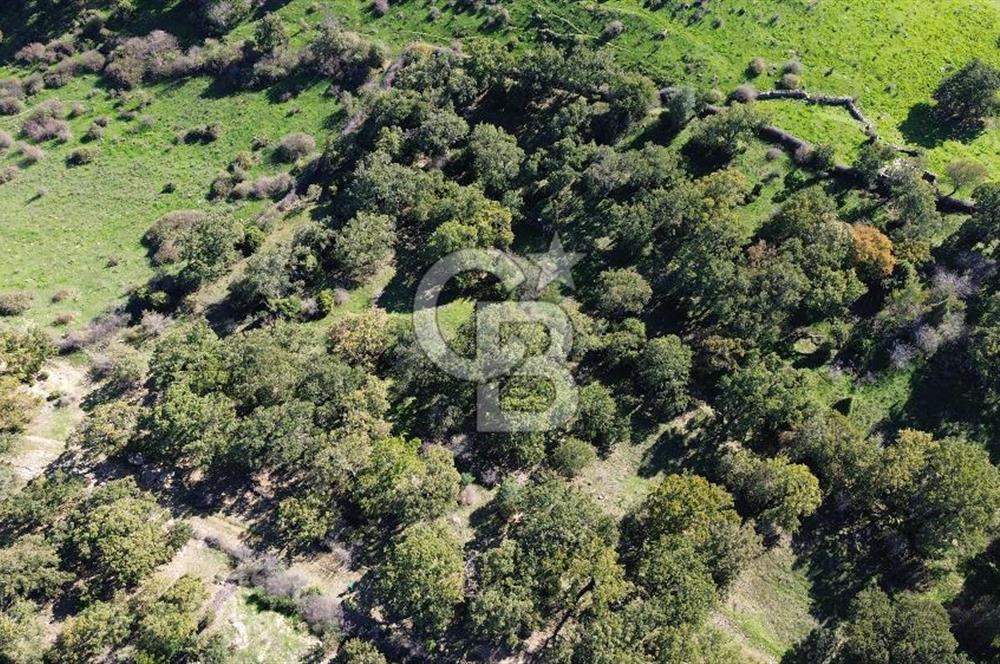 AYVACIK SÖĞÜTLÜ KÖYÜNDE 1794 M² SATILIK TARLA