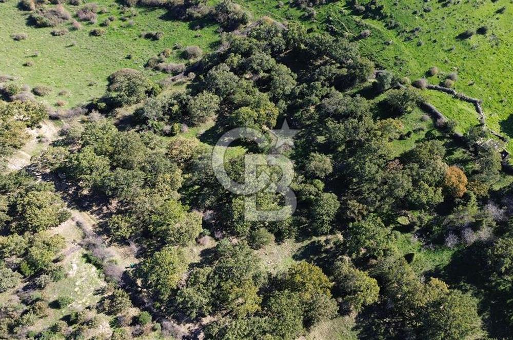 AYVACIK SÖĞÜTLÜ KÖYÜNDE 1794 M² SATILIK TARLA