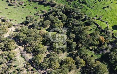 AYVACIK SÖĞÜTLÜ KÖYÜNDE 1794 M² SATILIK TARLA