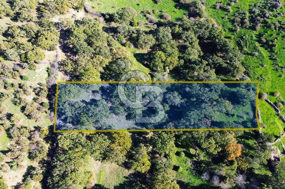 AYVACIK SÖĞÜTLÜ KÖYÜNDE 1794 M² SATILIK TARLA