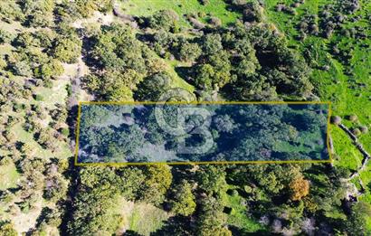 AYVACIK SÖĞÜTLÜ KÖYÜNDE 1794 M² SATILIK TARLA