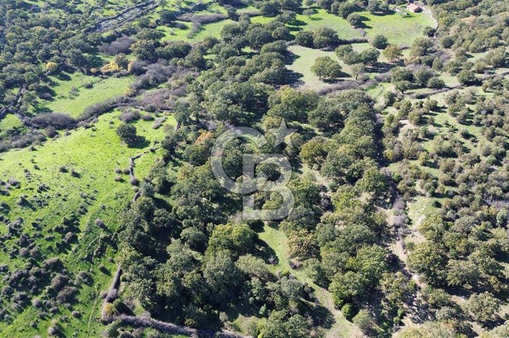 AYVACIK SÖĞÜTLÜ KÖYÜNDE 1794 M² SATILIK TARLA