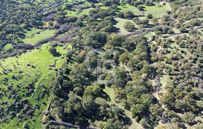 AYVACIK SÖĞÜTLÜ KÖYÜNDE 1794 M² SATILIK TARLA