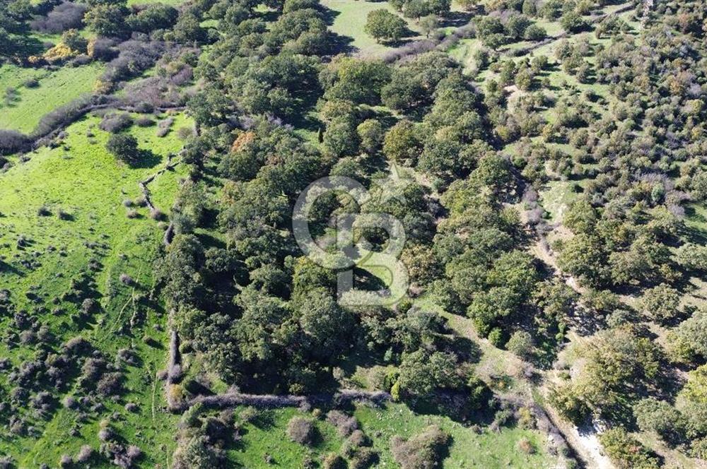 AYVACIK SÖĞÜTLÜ KÖYÜNDE 1794 M² SATILIK TARLA