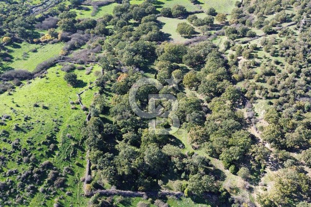 AYVACIK SÖĞÜTLÜ KÖYÜNDE 1794 M² SATILIK TARLA