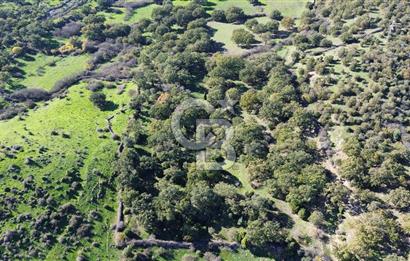 AYVACIK SÖĞÜTLÜ KÖYÜNDE 1794 M² SATILIK TARLA