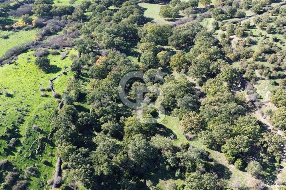 AYVACIK SÖĞÜTLÜ KÖYÜNDE 1794 M² SATILIK TARLA