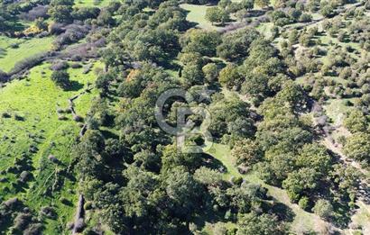 AYVACIK SÖĞÜTLÜ KÖYÜNDE 1794 M² SATILIK TARLA