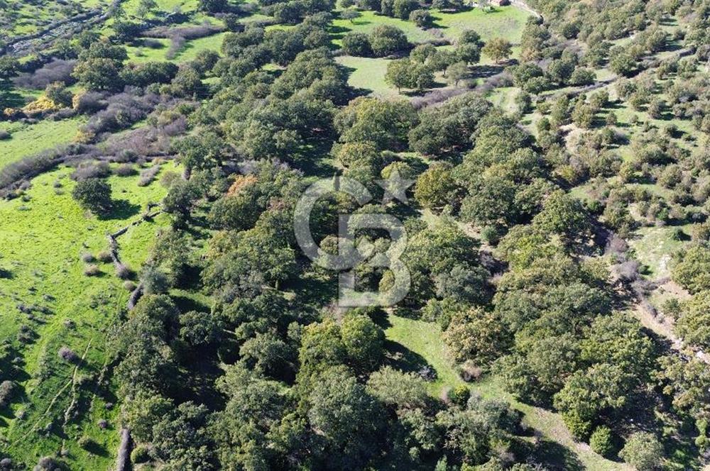 AYVACIK SÖĞÜTLÜ KÖYÜNDE 1794 M² SATILIK TARLA