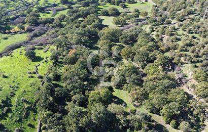 AYVACIK SÖĞÜTLÜ KÖYÜNDE 1794 M² SATILIK TARLA