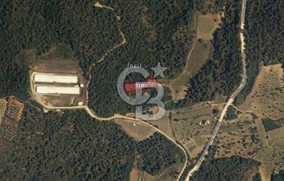 BİLECİK OSMANELİ BALIKÇIHİSAR KÖYÜNDE ETRAFI ÇEVRİLİ TARLA