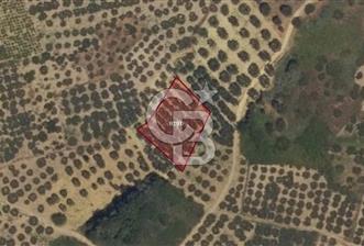 TEKİRDAĞ ŞARKÖY KİRAZLI' DA ZEYTİN AĞAÇLARI İLE DOLU FIRSAT!! - 6 - 318991