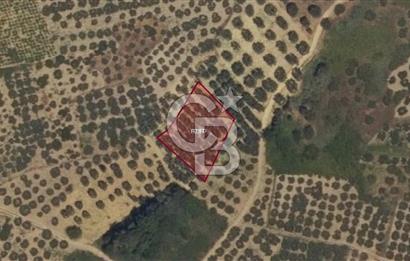 TEKİRDAĞ ŞARKÖY KİRAZLI' DA ZEYTİN AĞAÇLARI İLE DOLU FIRSAT!!