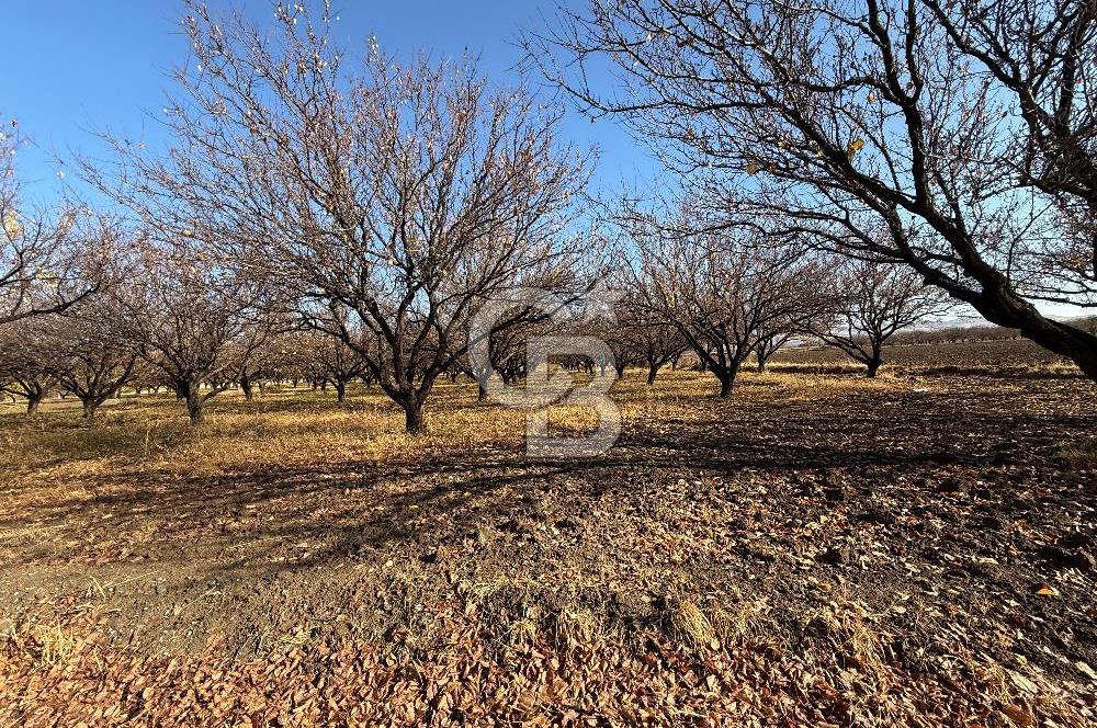 COLDWELL BANKER SAFİR'den BULGURLU da 21.693 m² SATILIK TARLA