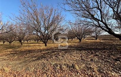 COLDWELL BANKER SAFİR'den BULGURLU da 21.693 m² SATILIK TARLA