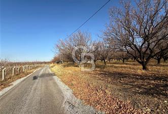 COLDWELL BANKER SAFİR'den BULGURLU da 21.693 m² SATILIK TARLA - 2 - 318977