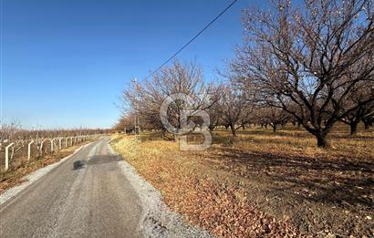 COLDWELL BANKER SAFİR'den BULGURLU da 21.693 m² SATILIK TARLA