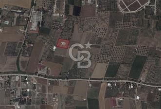 İzmir Torbalıda Satılık Tarla - 4 - 319067