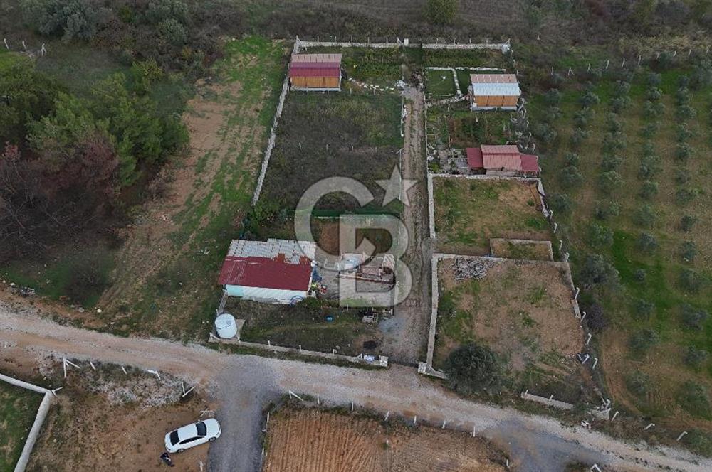 İZMİR MENDERES'TE SATILIK KÖK HİSSELİ ZEYTİNLİK