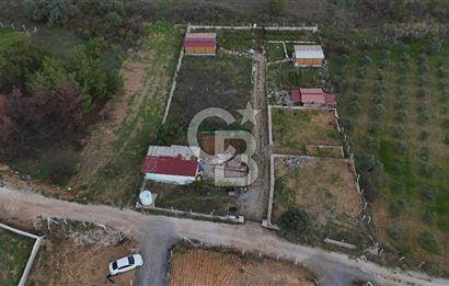 İZMİR MENDERES'TE SATILIK KÖK HİSSELİ ZEYTİNLİK