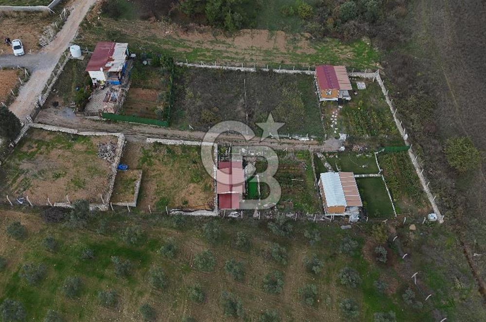 İZMİR MENDERES'TE SATILIK KÖK HİSSELİ ZEYTİNLİK