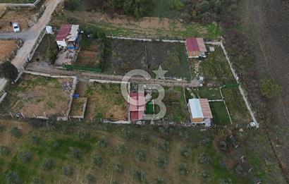 İZMİR MENDERES'TE SATILIK KÖK HİSSELİ ZEYTİNLİK