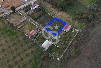 İZMİR MENDERES'TE SATILIK KÖK HİSSELİ ZEYTİNLİK - 1 - 319134