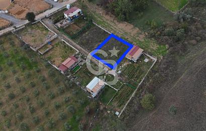 İZMİR MENDERES'TE SATILIK KÖK HİSSELİ ZEYTİNLİK