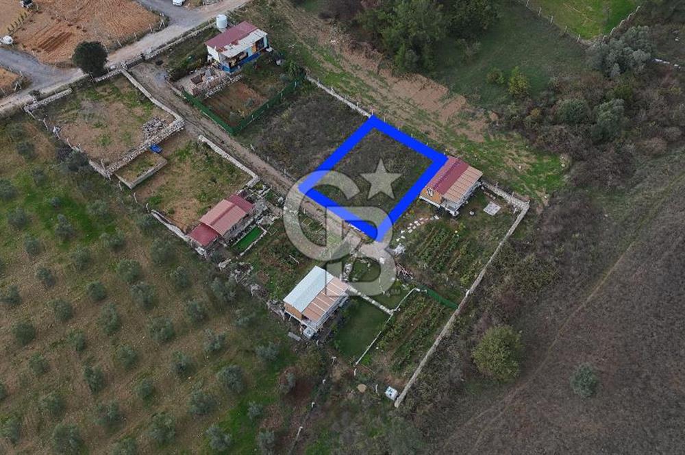 İZMİR MENDERES'TE SATILIK KÖK HİSSELİ ZEYTİNLİK