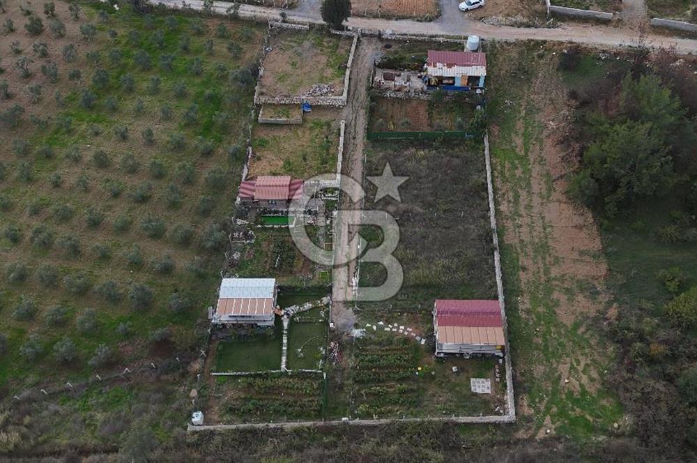 İZMİR MENDERES'TE SATILIK KÖK HİSSELİ ZEYTİNLİK