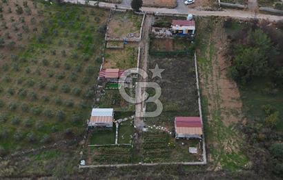 İZMİR MENDERES'TE SATILIK KÖK HİSSELİ ZEYTİNLİK