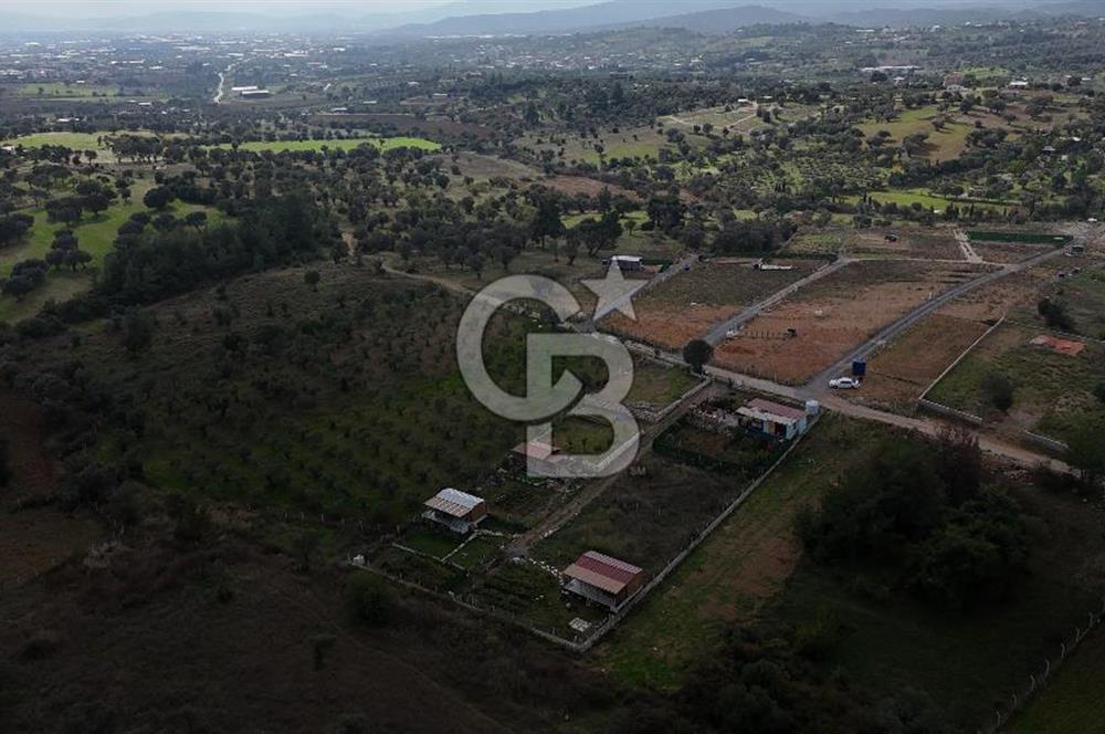 İZMİR MENDERES'TE SATILIK KÖK HİSSELİ ZEYTİNLİK