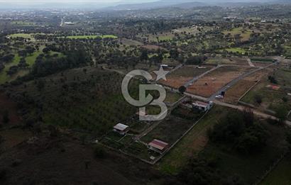 İZMİR MENDERES'TE SATILIK KÖK HİSSELİ ZEYTİNLİK