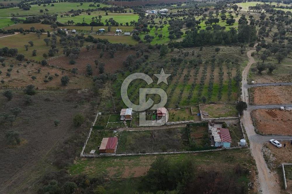 İZMİR MENDERES'TE SATILIK KÖK HİSSELİ ZEYTİNLİK