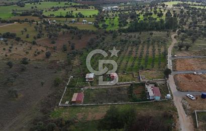 İZMİR MENDERES'TE SATILIK KÖK HİSSELİ ZEYTİNLİK