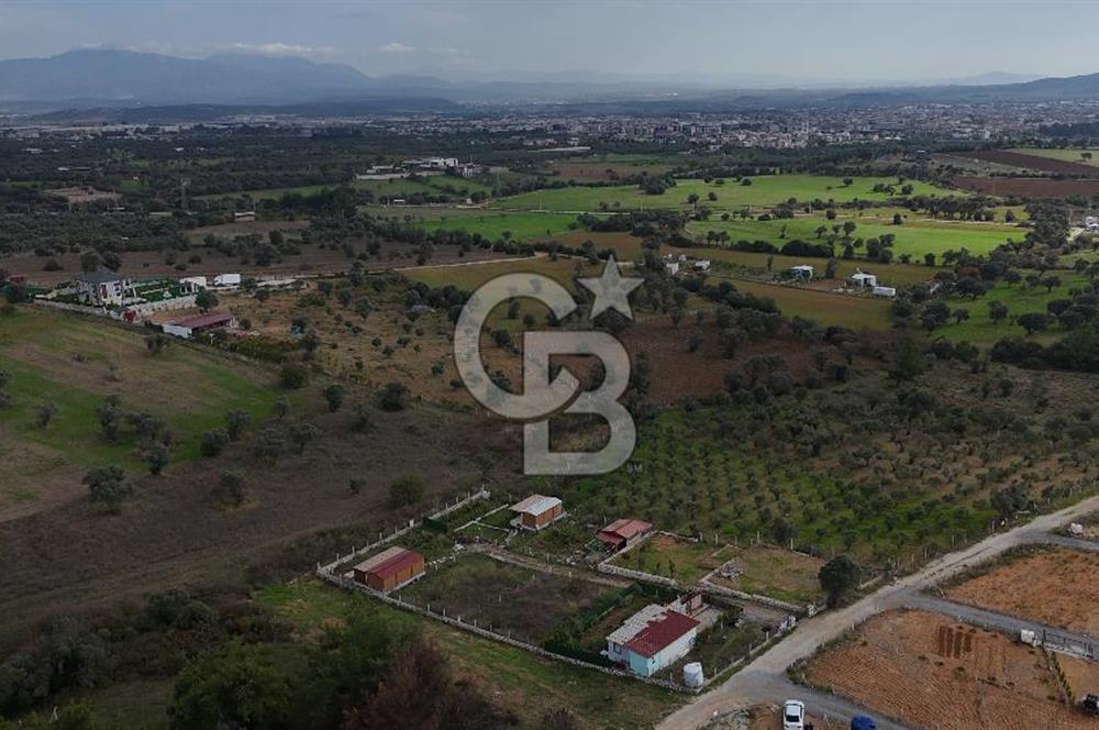 İZMİR MENDERES'TE SATILIK KÖK HİSSELİ ZEYTİNLİK