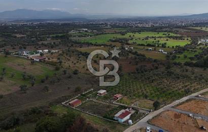 İZMİR MENDERES'TE SATILIK KÖK HİSSELİ ZEYTİNLİK