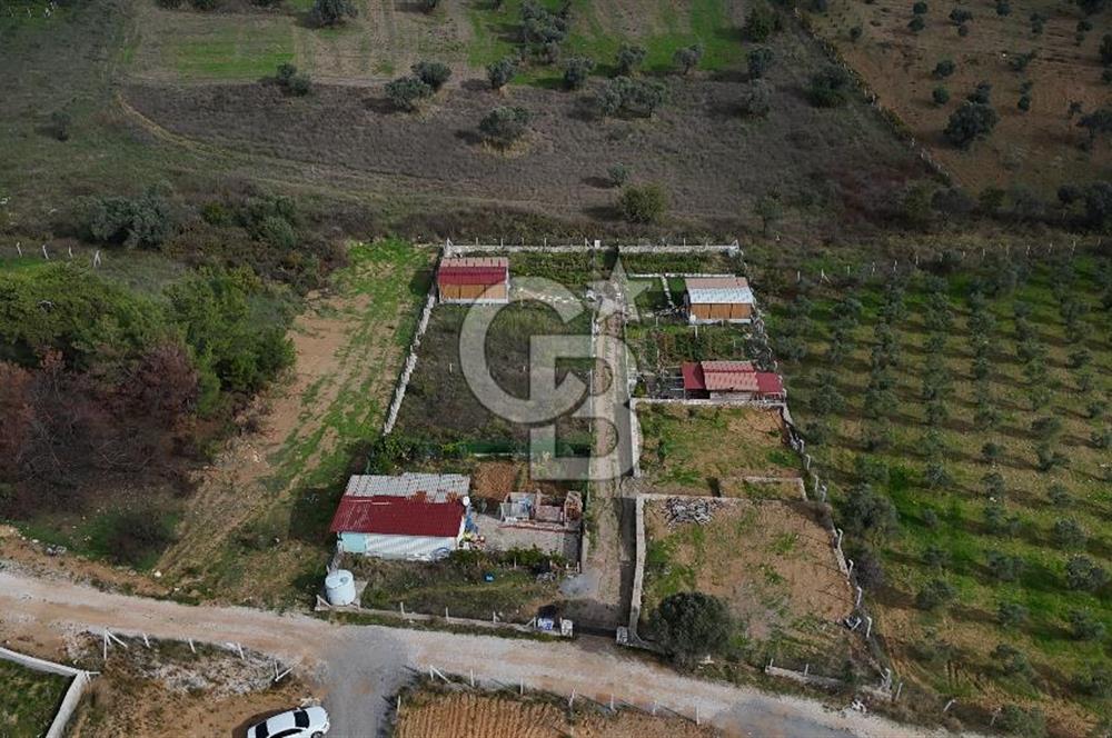 İZMİR MENDERES'TE SATILIK KÖK HİSSELİ ZEYTİNLİK